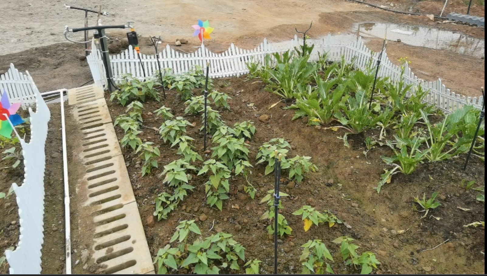 image-20241225013601630